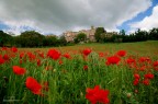 poppies poppies