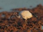 Ibis Sacro # 1 Ibis Sacro # 1