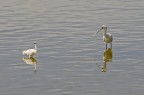 Garzetta e spatola