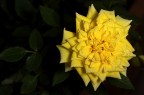 Rosa Rosa