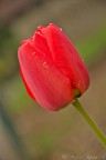 Tulipano rosso