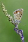 Discesa Discesa