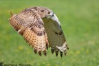 Volare Volare