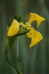 iris pseudacorus iris pseudacorus
