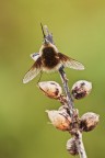 Bombylius cinerascens