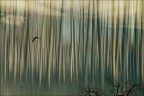 ...dove gli alberi toccano il cielo. ...dove gli alberi toccano il cielo.
