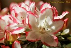 Azalea ...2 Azalea ...2