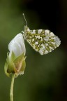 Cardamines Anthocharis Cardamines Anthocharis