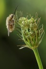 Bombylius Bombylius