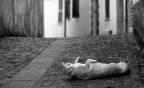 Voglia di tenerezza... Voglia di tenerezza...
