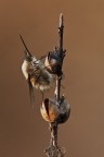 Bombylius cinerascens
