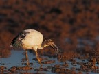 Ibis Sacro # 2