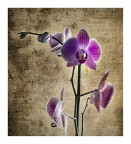L'orchidea
