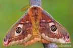 ...Saturnia pavoniella... ...Saturnia pavoniella...
