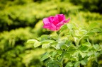 Nikon D7000
18-55 VR
55mm - f/5.6 - 1/250 sec. - ISO 100 -