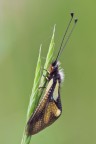 libelloides coccajus