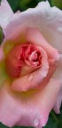 Rosa Rosa