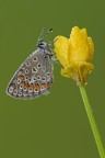 Polyommatus Icarus maschio