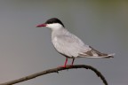 MIGNATTINO PIOMBATO (Chlidonias hybridus) MIGNATTINO PIOMBATO (Chlidonias hybridus)
