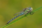 Maestosa Maestosa