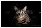 Gatto Gatto