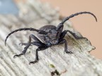 herophilia-tristis herophilia-tristis