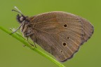 Maniolia jurtina Maniolia jurtina