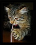 Maow Maow