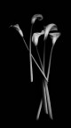 Darkness