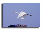 in volo in volo