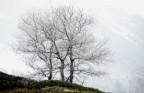 Three trees Three trees