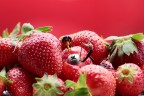 Fragole OGM Fragole OGM