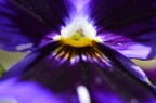 La Violetta La Violetta
