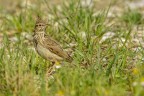 Cappellaccia (Galerida cristata) Cappellaccia (Galerida cristata)