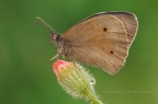 Maniola jurtina (Linnaeus, 1758) Maniola jurtina (Linnaeus, 1758)