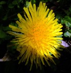 Trafitto da un raggio di sole Trafitto da un raggio di sole