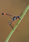 Ammophila Ammophila