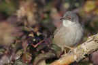 Occhiocotto (Sylvia melanocephala) Occhiocotto (Sylvia melanocephala)