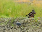 Falco di Palude # 1