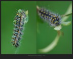 Saturnia pavonia (Linnaeus, 1761) Saturnia pavonia (Linnaeus, 1761)
