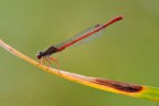 Damigella rossa