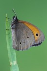 Maniola jurtina Maniola jurtina