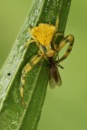 Thomisidae con preda