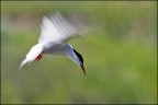 Panning di spirito santo