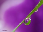 Verde / (Bianco e Lilla) Verde / (Bianco e Lilla)