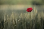 ...sopra le spighe.. ...sopra le spighe..