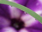 Flower in the drop