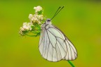 Aporia crataegi Aporia crataegi