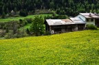 PRIMAVERA GIALLA PRIMAVERA GIALLA