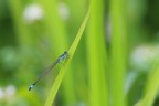 Libellula Libellula